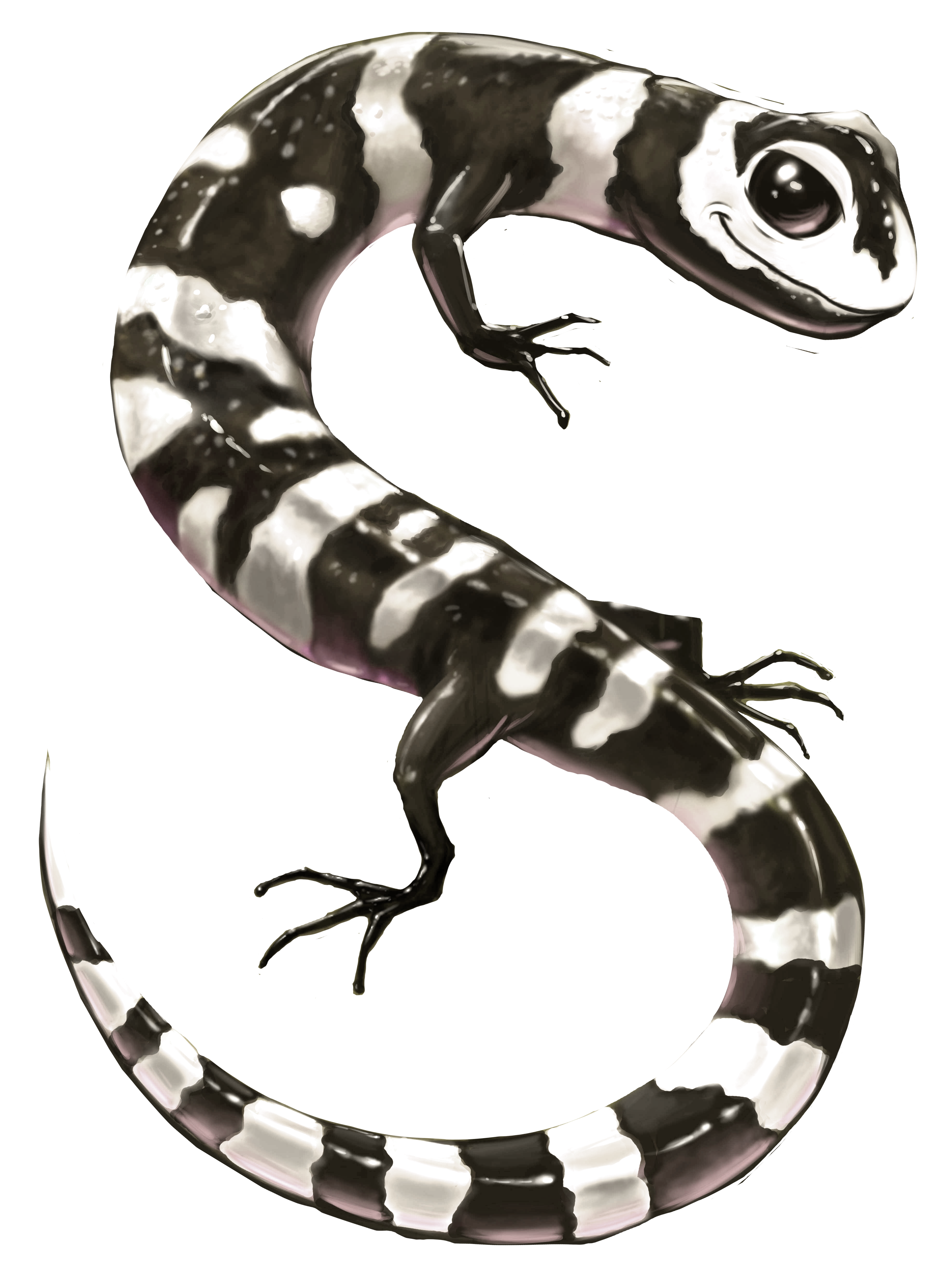 King Salamander
